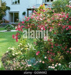 Rosa x odorata - `Mutabilis' AGM (China) (Shrub)   RSH092525 Stock Photo